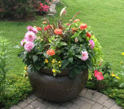 flowers in an outdoor pot