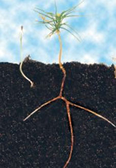 Root System with Mycorrhizal component graphically removed