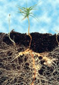 Photograph of an actual Mycorrhizal Root System